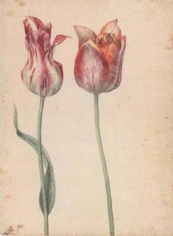 Georg Flegel Two Tulips